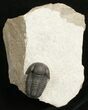 Very Nicely Prepared Gerastos Trilobite #3956-1